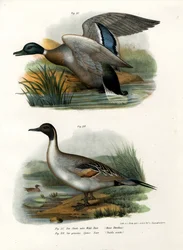Stockente